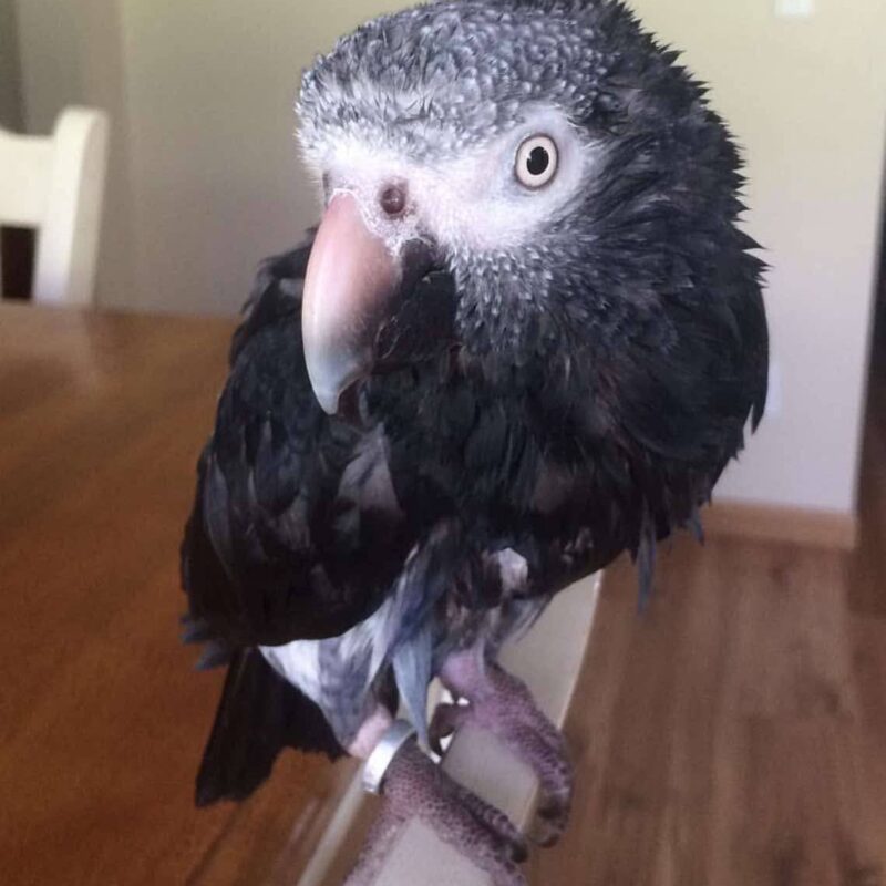 Two timneh babies parrots