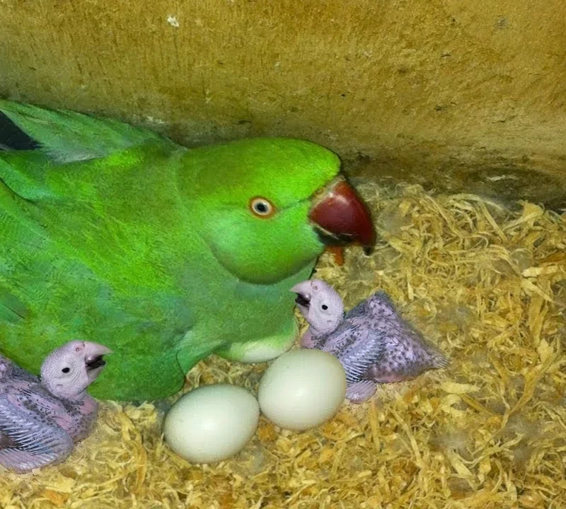 INDIAN RINGNECK PARROT EGGS FOR SALE