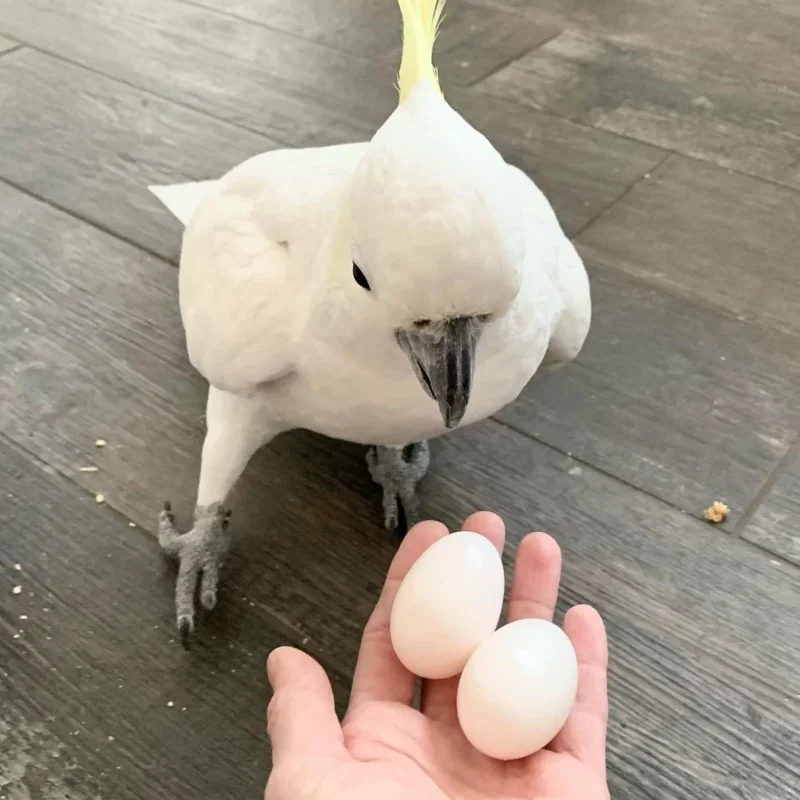 Major Mitchell’s Cockatoo Eggs For Sale